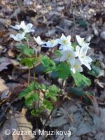 zapalice žluťuchovitá