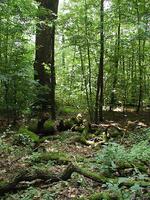 Tvrdý luh v bývalé oboře u zámku v Nové Horce, ChKO Poodří