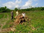 Nový Les - Po kácení v Novém Lese.